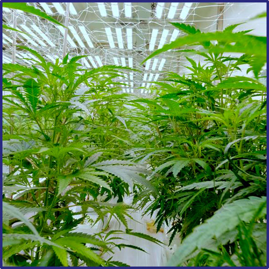 Proceso de control de calidad microbiológico