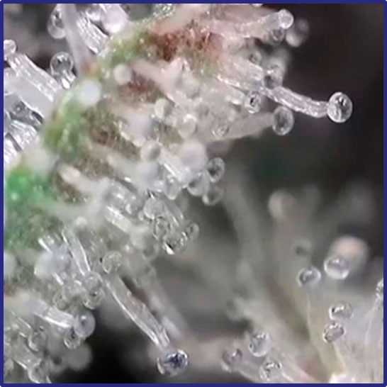 Análisis de calidad de productos de cannabis