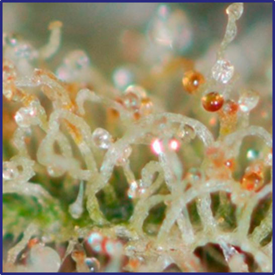 Estándares de calidad en cultivo de cannabis