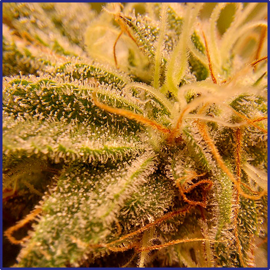 Instalaciones de cultivo indoor con estándares GMP