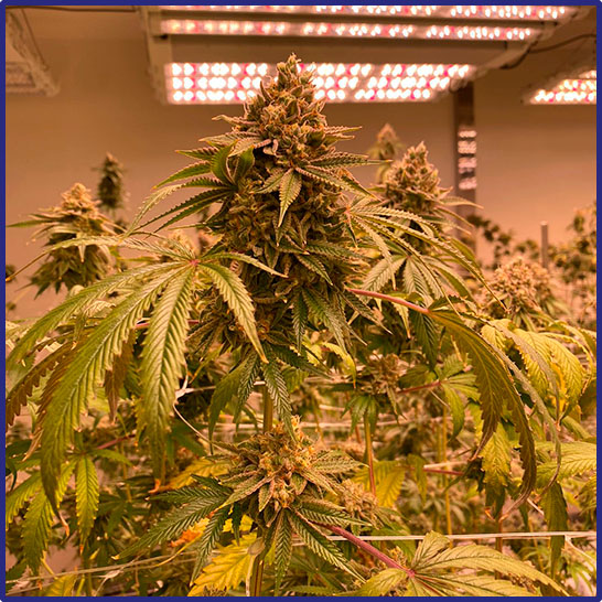 Tecnología avanzada en producción de cannabis