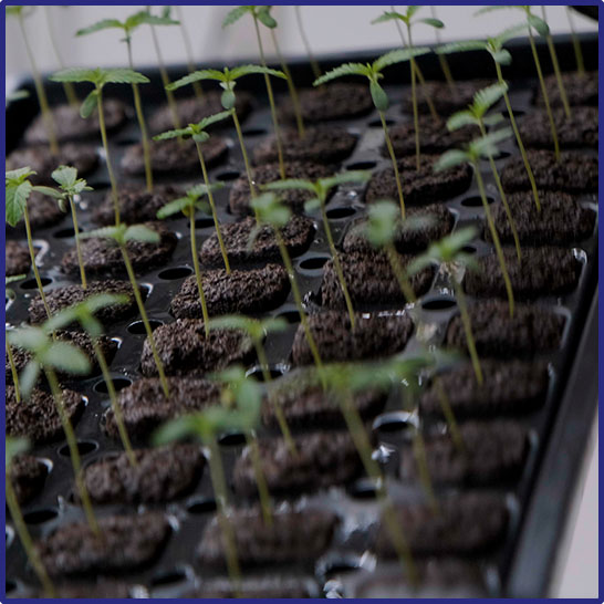 Innovación en biotecnología de cannabis